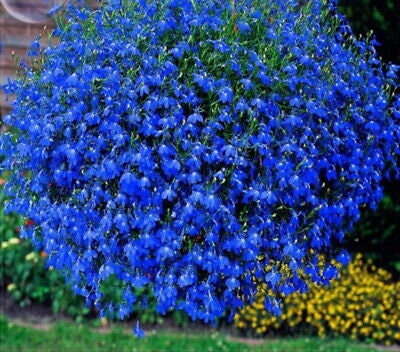 Bulk Trailing Blue Carpet Lobelia Seeds, Erinus Lobelia, Ground Cover or Hanging Baskets ES012C