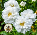 Double Click Snow Puff Cosmos Seeds, Cosmos Bippinatus CO1725