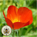 Red Chief California Poppy Seeds, Eschscholzia Californica, Red Poppies EZ052C