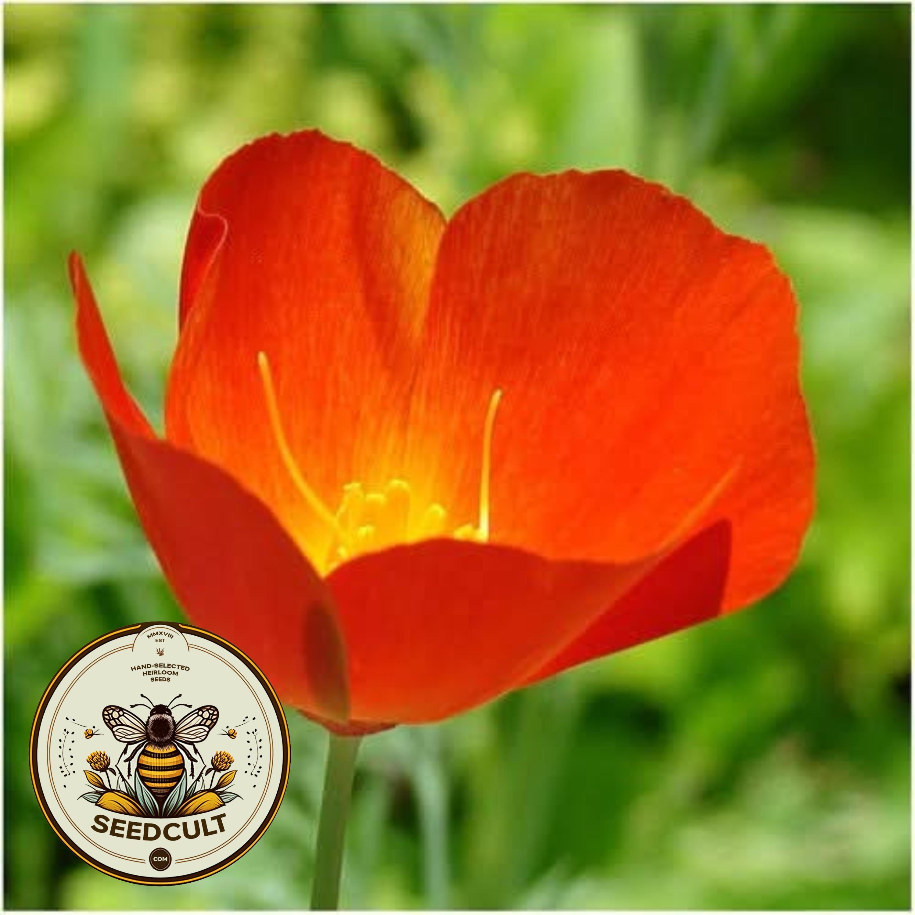 Red Chief California Poppy Seeds, Eschscholzia Californica, Red Poppies EZ052C