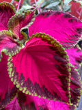 Kong Rose Coleus Seeds, Indoor Shade Plant CC0510P