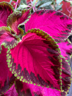 Kong Rose Coleus Seeds, Indoor Shade Plant CC0510P