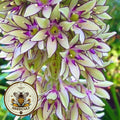Rare Pineapple Lily Seeds, Eucomis Bicolor EU9005