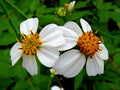 Bidens Alba Seeds, Spanish Needles, Bidens Pilosa, Medicnal plants BI0125