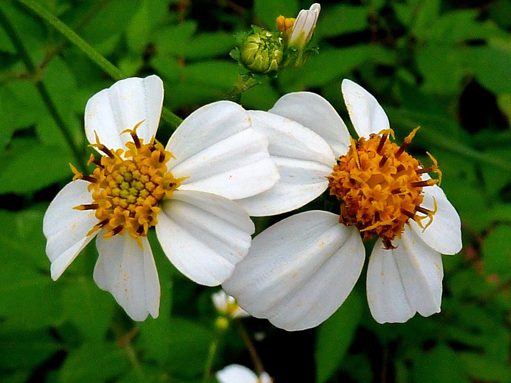 Bidens Alba Seeds, Spanish Needles, Bidens Pilosa, Medicnal plants BI0125