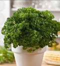 Organic Curled Parsley Seeds, Petroselinum Crispum, Medicinal Culinary Herb PE4050