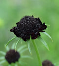 Black Pom Pom Scabiosa Flower Seeds, Pincushion, Scabiosa Atropurpurea SC0125