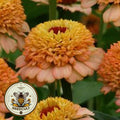 Zinderella Peach Zinnia Seeds, Zinnia Elegans ZE2910