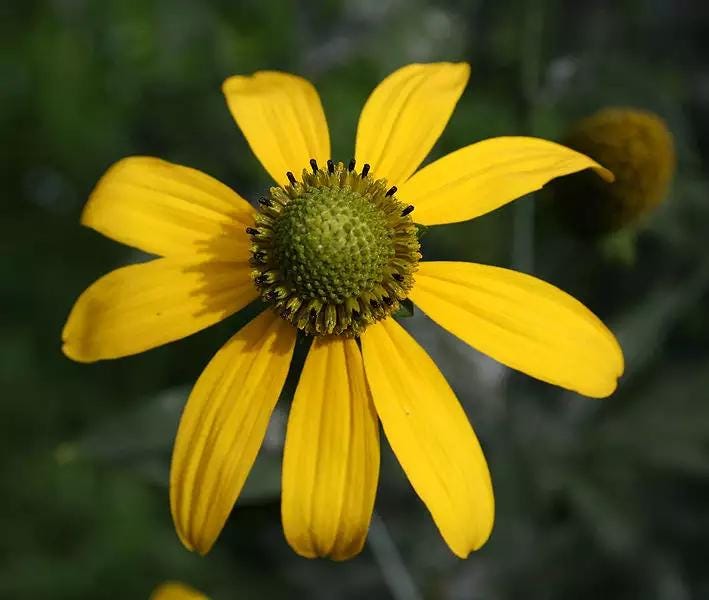 Native Cut Leaf Coneflower Seeds, Rudbeckia Lacinata RU0625