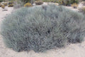 Nevada Mormon Tea Seeds, Medicinal Mountain Tea, E. Nevadensis EP0220