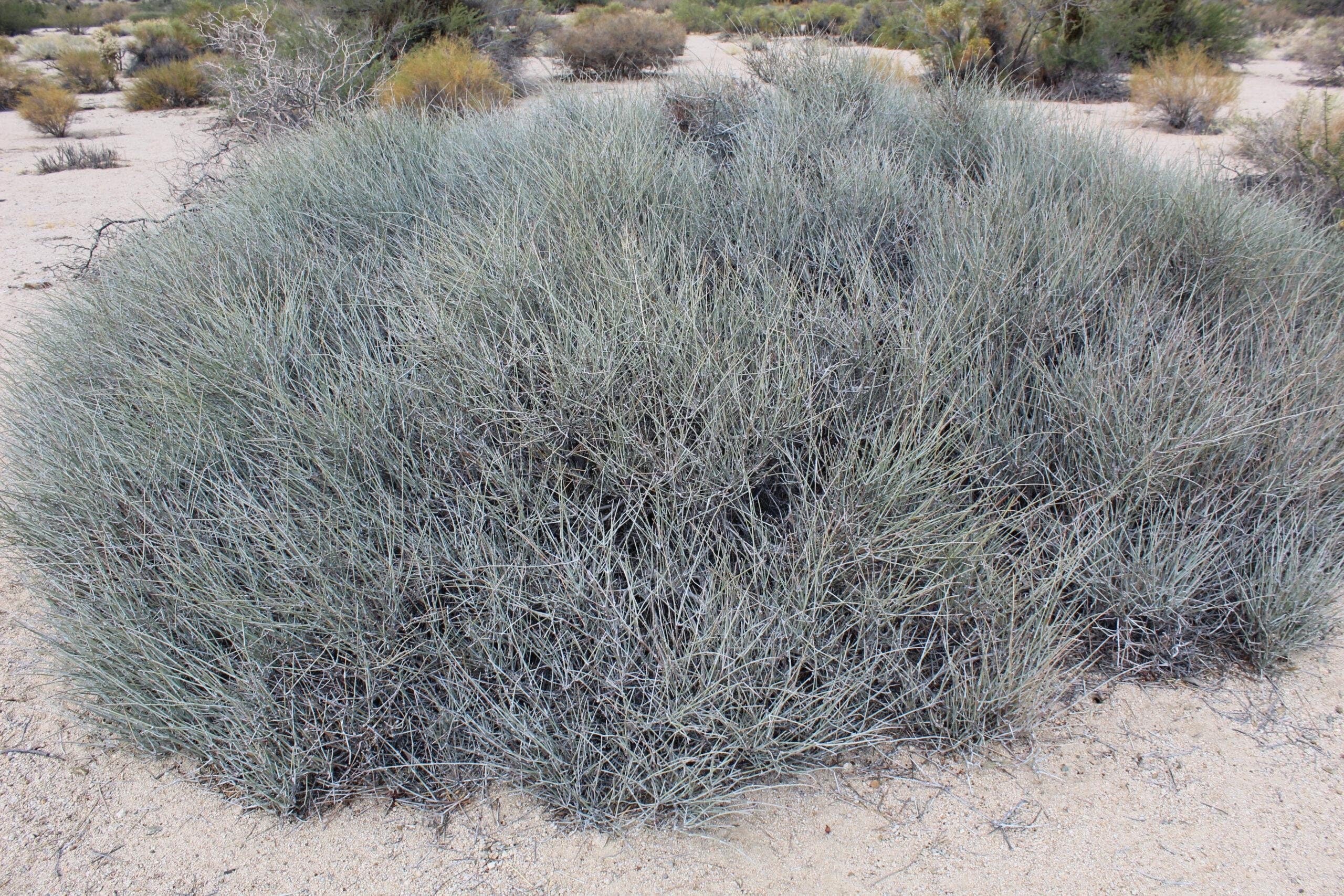 Nevada Mormon Tea Seeds, Medicinal Mountain Tea, E. Nevadensis EP0220
