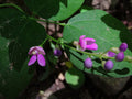 Rare Native Wild Kidney Bean, Perennial, Food Forest plants, Phaseolus Polystachios PP0110