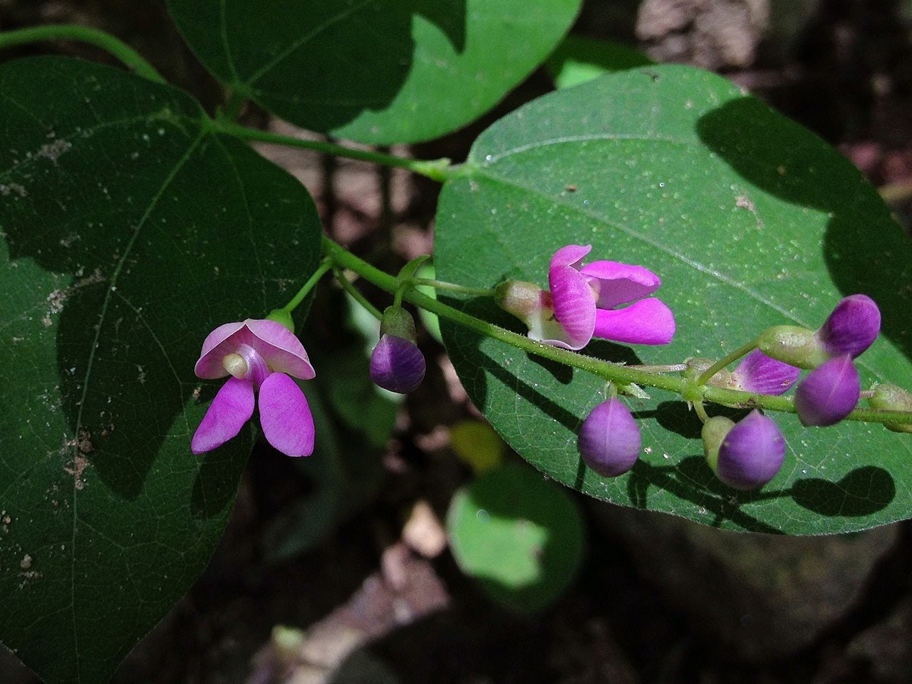 Rare Native Wild Kidney Bean, Perennial, Food Forest plants, Phaseolus Polystachios PP0110