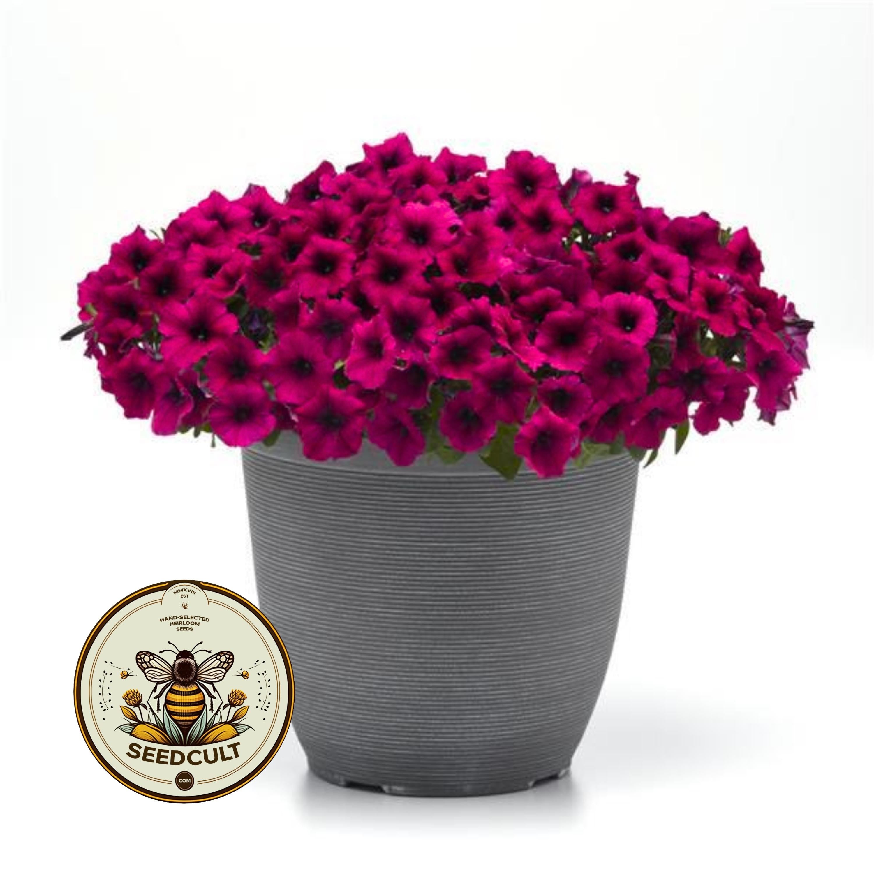 NEW! Shock Wave Deep Purple Petunia Seeds, Pelleted for easier sowing and germination, Petunia Hybrida PE8710P