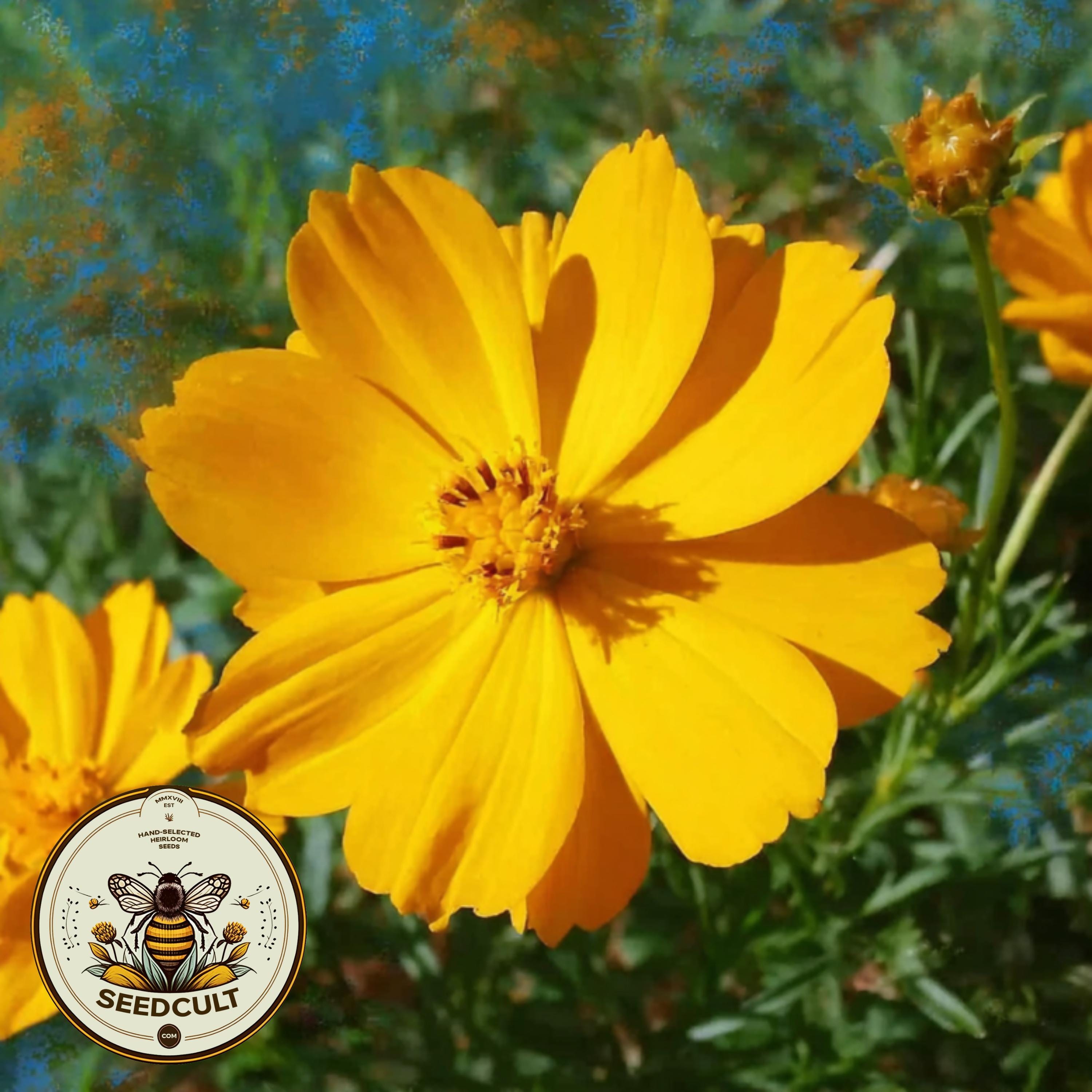 NEW! Crest Gold Sulphur Cosmos Seeds, Cosmos Sulphureus CO221C
