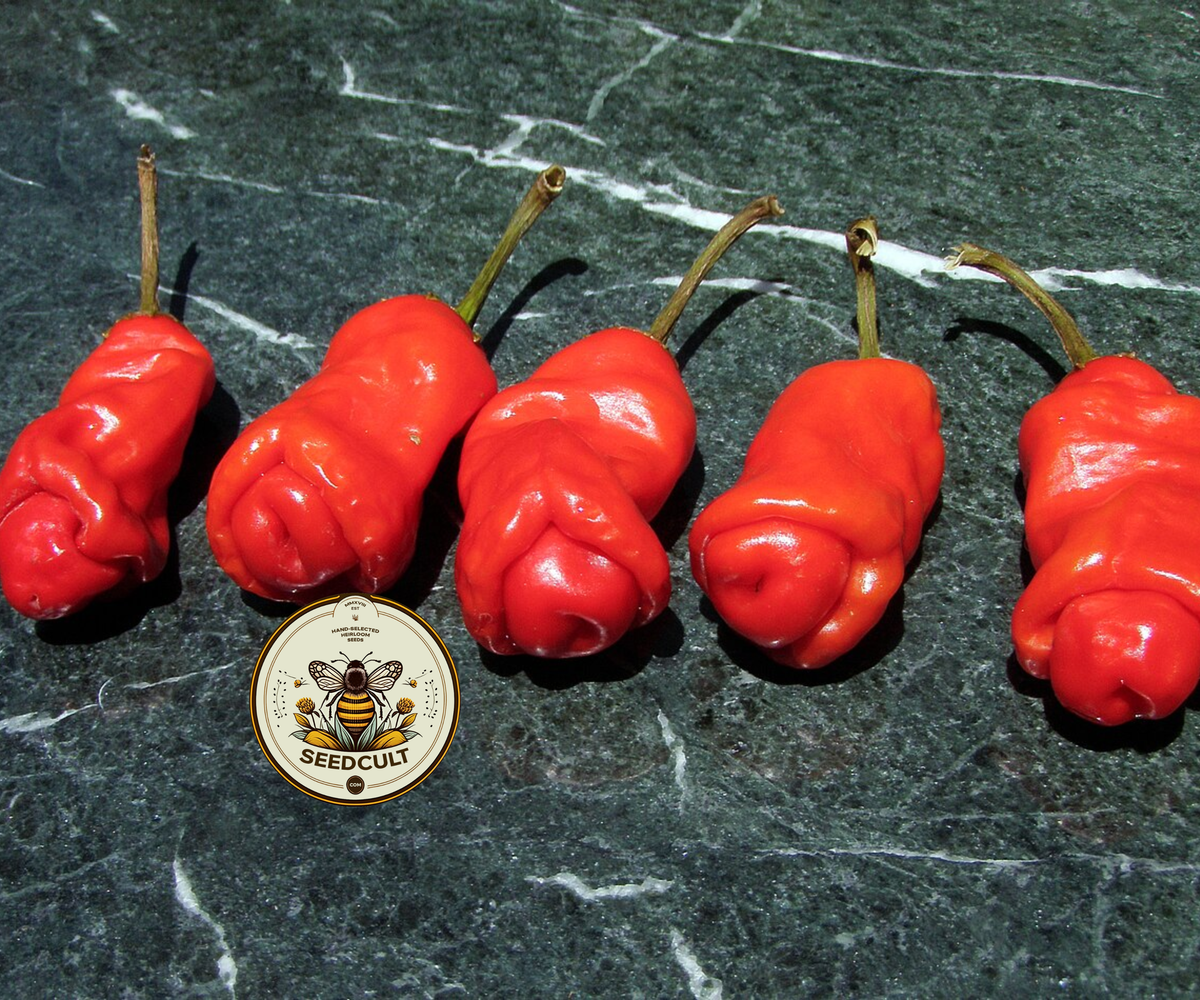 Peter Pepper / Capsicum annuum