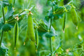 Sugar Daddy Stringless Snap Peas, Organic Seeds, Pisum sativum PI0150