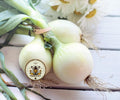 NEW! Sweet White Spanish Onion Seeds, Allium Cepa AL4515C