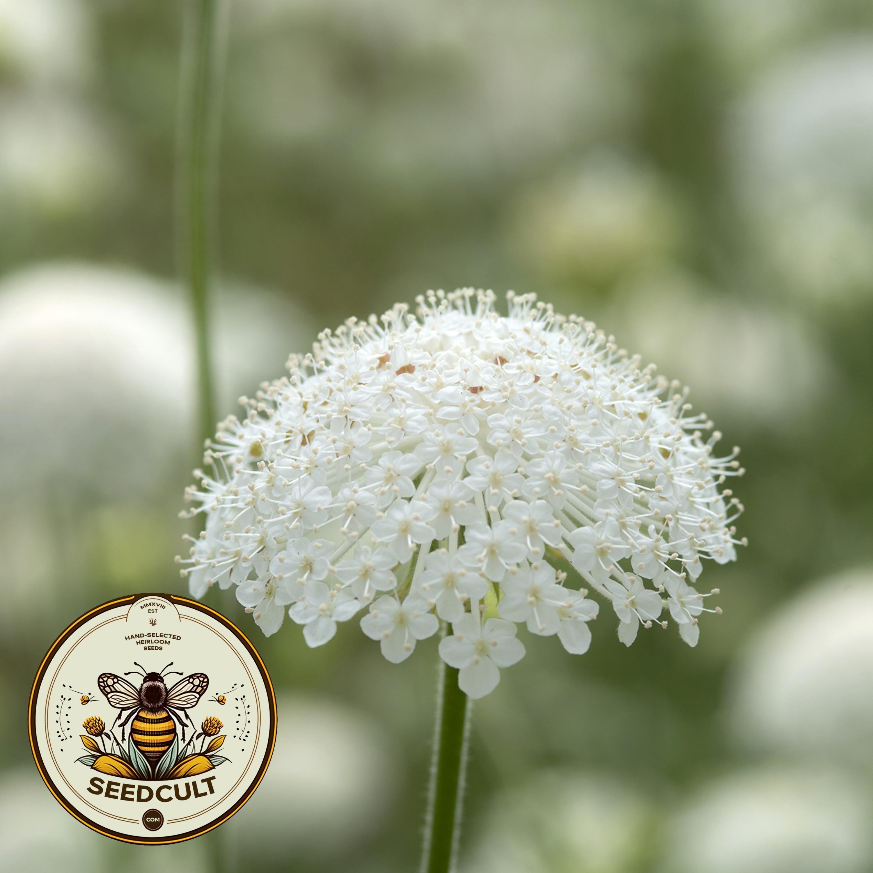 White Lace Flower Seeds, Lacy Didiscus, Organic Trachymene Coerulea TR4350
