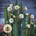 Peruvian Apple Cactus