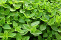Bulk Sweet Marjoram Seeds, Origanum Marjorana, Medicinal, Culinary Herb OR031C