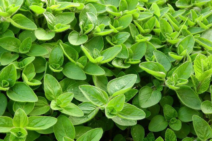 Bulk Sweet Marjoram Seeds, Origanum Marjorana, Medicinal, Culinary Herb OR031C