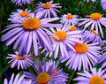 Bulk New England Aster Seeds, Aster Symphyotrichum Novae-Angliae ST401C
