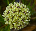 NEW! Antelope Horn Milkweed Seeds, Asclepias Asperula, Rare Wild Milkweed MW1310