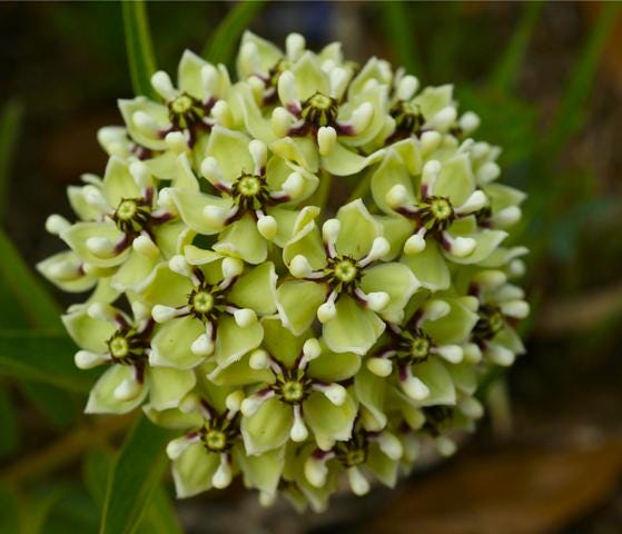NEW! Antelope Horn Milkweed Seeds, Asclepias Asperula, Rare Wild Milkweed MW1310