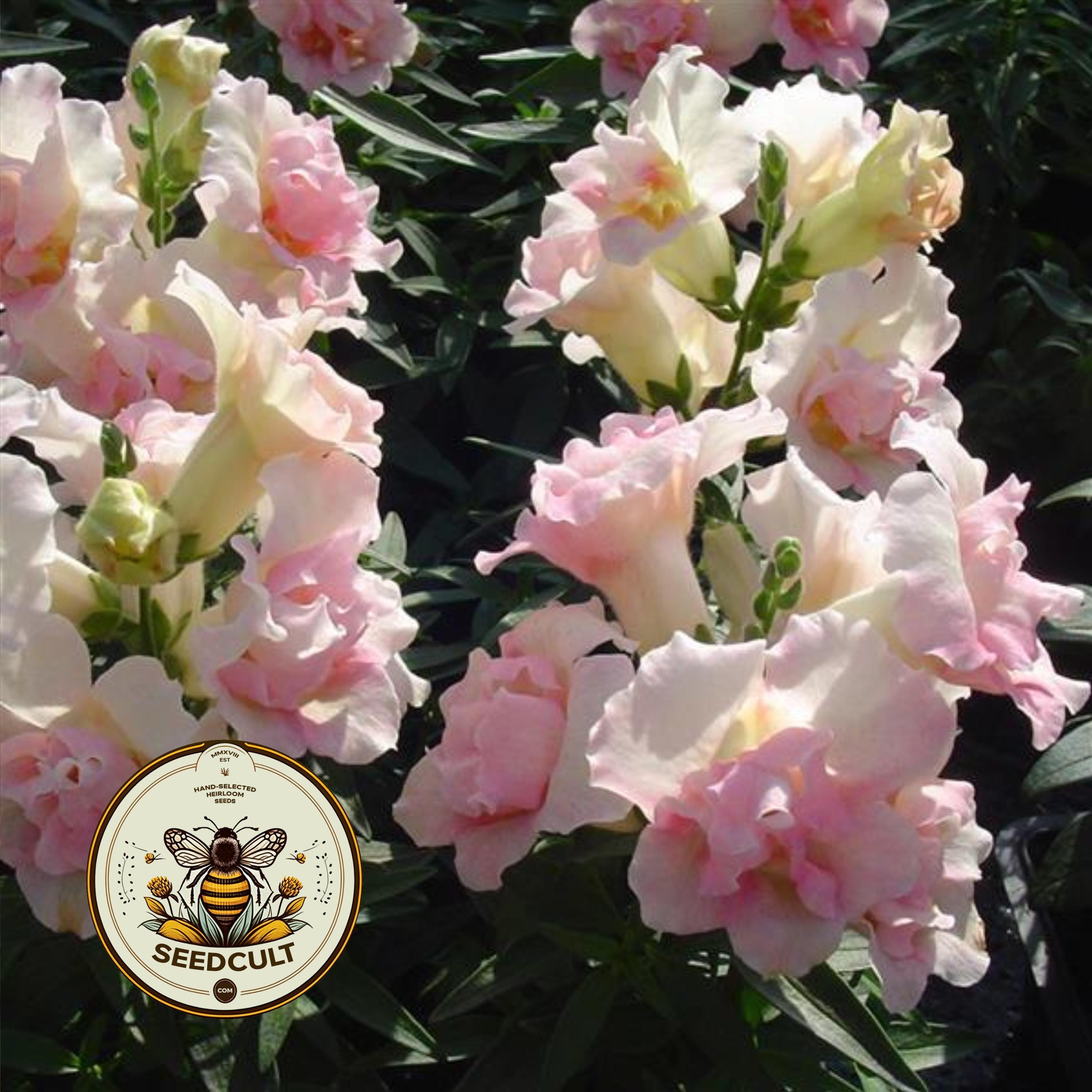 NEW! Twinny Appleblossom Snapdragon Seeds, Double Flowering, Butterfly Antirrhinum Majus AN6225