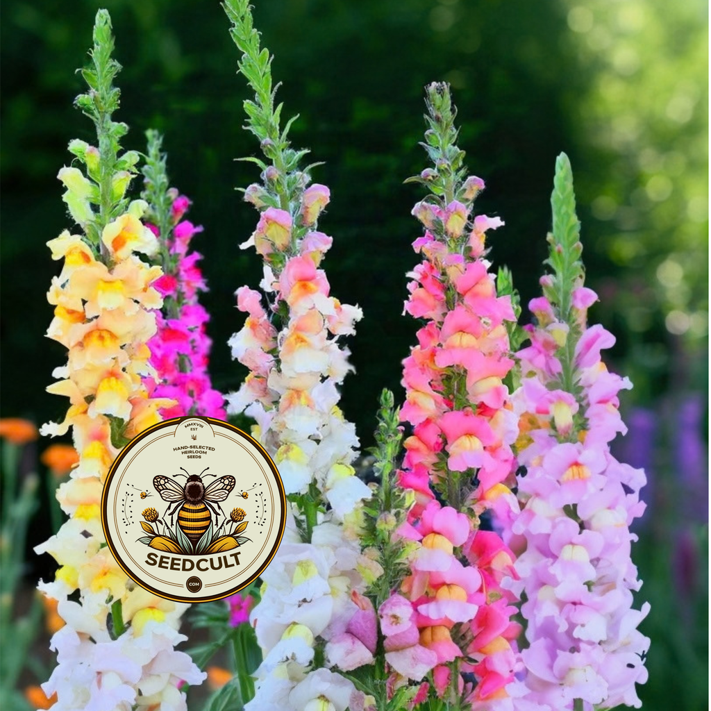 Tetra Snapdragon Seeds, Color Mix, AN781C