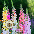 Tetra Snapdragon Seeds, Color Mix, AN781C
