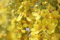 Bulk Mullein Seeds, Common, Organic Verbascum Thapsus VE011C