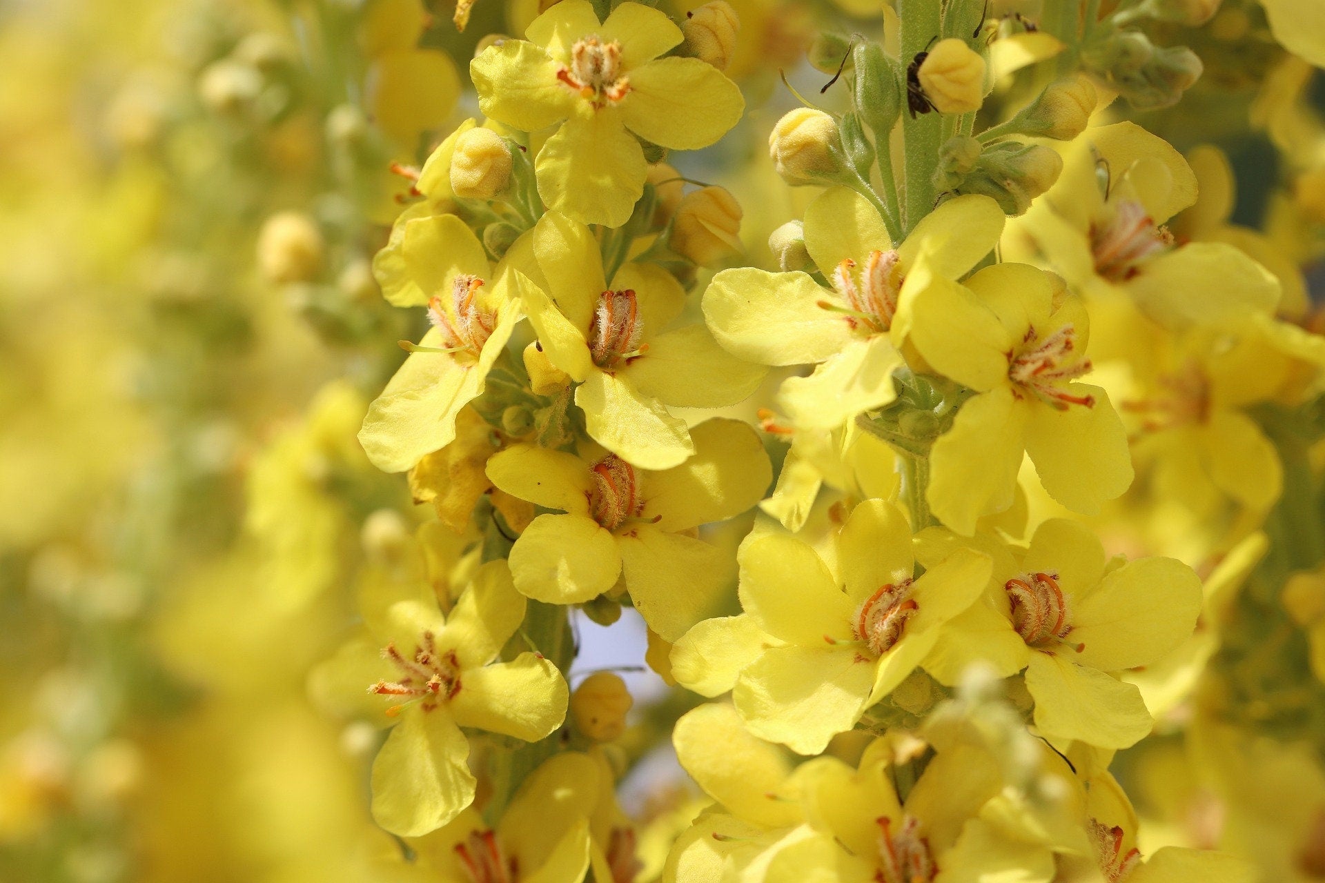 Bulk Mullein Seeds, Common, Organic Verbascum Thapsus VE011C