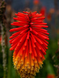 50 Red Hot Poker Plant Seeds, Kniphofia Uvaria KN0150
