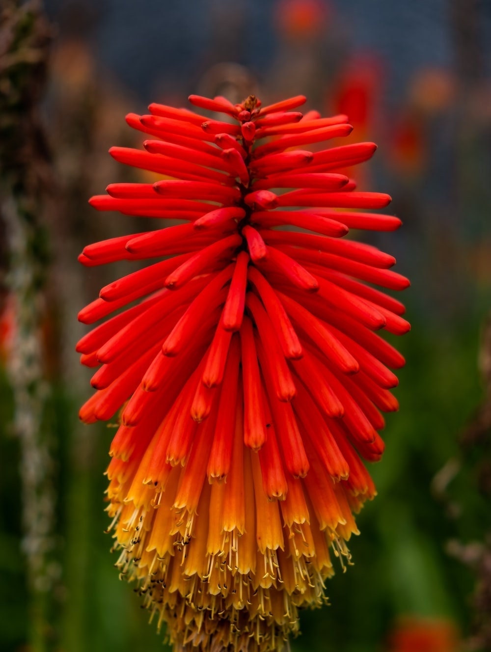 50 Red Hot Poker Plant Seeds, Kniphofia Uvaria KN0150