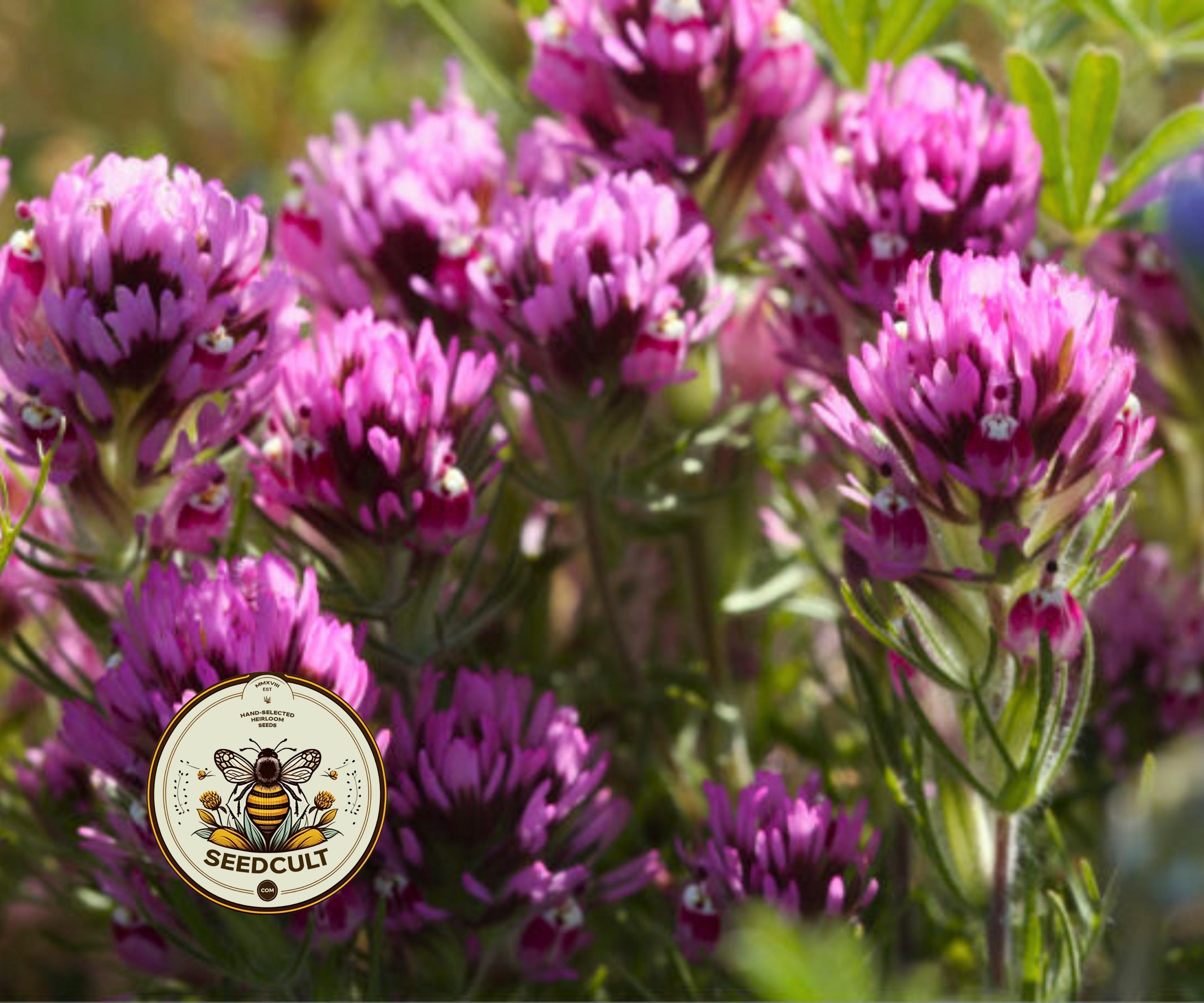 PURPLE OWL'S CLOVER