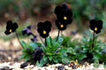 Black Delight Sorbet Viola Seeds, Violaceae VL0225