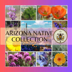 NEW! Arizona Native Seed Collection, 2,000+ Seeds, Gift Box, 18 Individual packs, Free Shipping