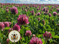 Bulk 650 Medium Red Clover Seeds, Trifolium Pratense, Bee Loving Plants TR0265C