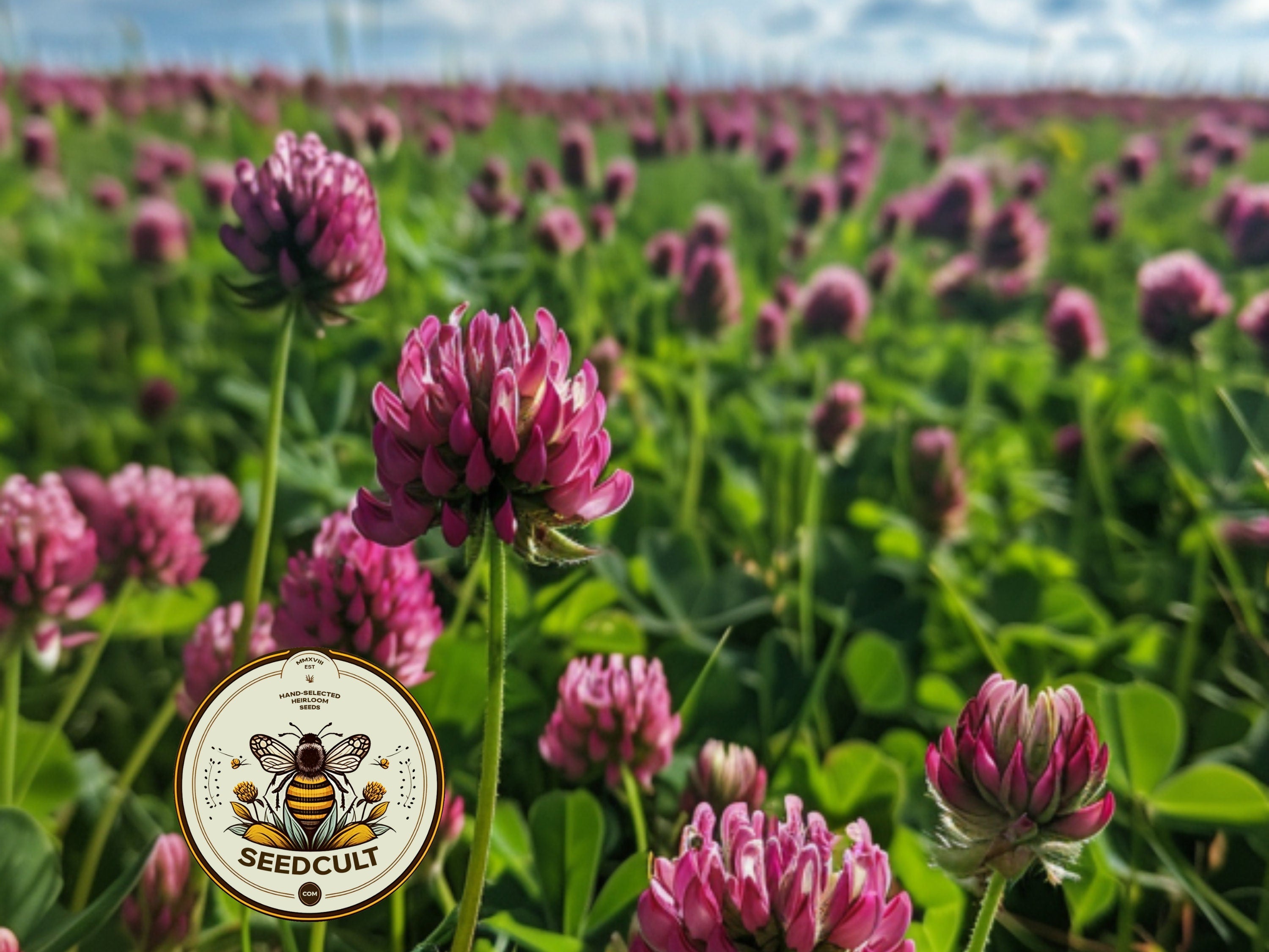 Bulk 650 Medium Red Clover Seeds, Trifolium Pratense, Bee Loving Plants TR0265C