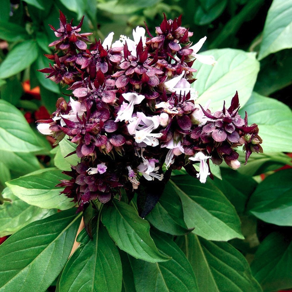 Bulk Siam Queen Basil Seeds, Ocimum Thyrsiflora OC081C