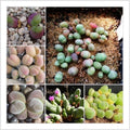 Mixed Baby Bum SEEDS, Gibbaeum Succulent Seeds, GB0125