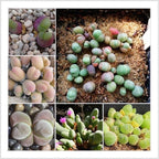Mixed Baby Bum SEEDS, Gibbaeum Succulent Seeds, GB0125