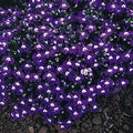 Bulk 200 Trailing Purple Lobelia Seeds, Erinus Lobelia, Ground Cover or Hanging Baskets ES022C