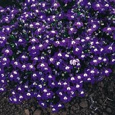 Bulk 200 Trailing Purple Lobelia Seeds, Erinus Lobelia, Ground Cover or Hanging Baskets ES022C