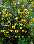 Radar Love Clematis Seeds, Clematis Tangutica, Vining Clematis CT2010