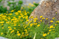 Bulk Dahlberg Daisy Seeds, Texas Native Wildflower, Thymophylla TenuilobaTY015C