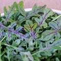 Red Dragon Arugula Seeds, Red Vein Eruca Vesicaria Sativa EV0235