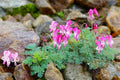 Wild Bleeding Heart Seeds, US Native Wildflowers, Fringed Bleeding Heart, Dicentra Eximia, DS0210